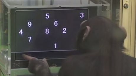 ayumu-le-chimpanze-en-plein-test-de-memoire_68155_w460